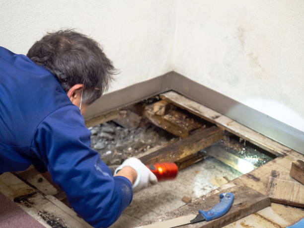 Best Attic Mold Remediation in Addis, LA